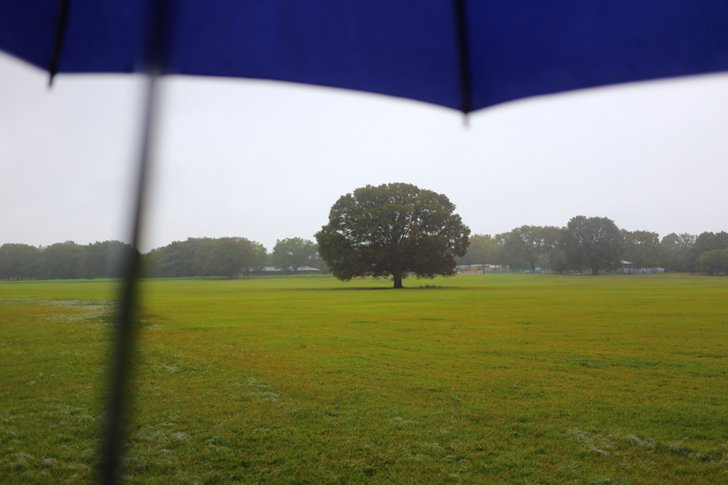 雨の公園