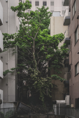 青々