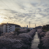 夜明けの桜