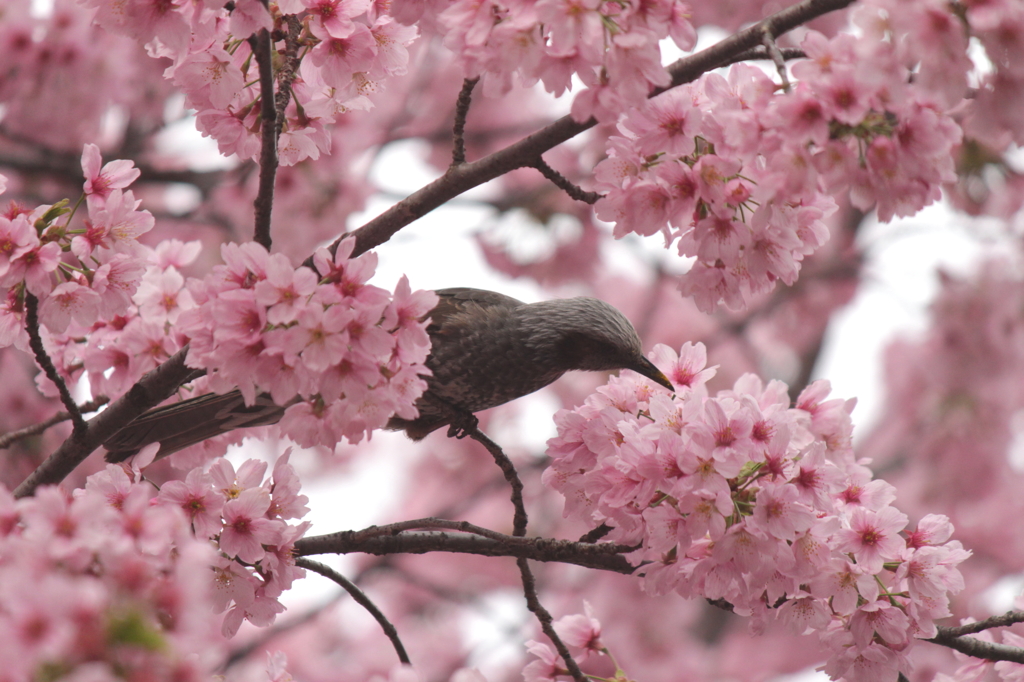 桜の中で