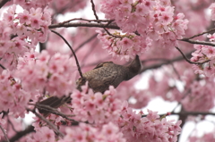 桜の中で