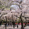 桜スナップ@靖国神社#4