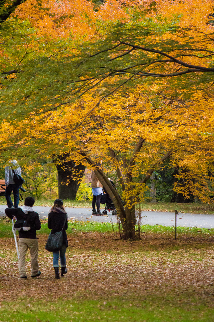 紅葉風景@昭和記念公園