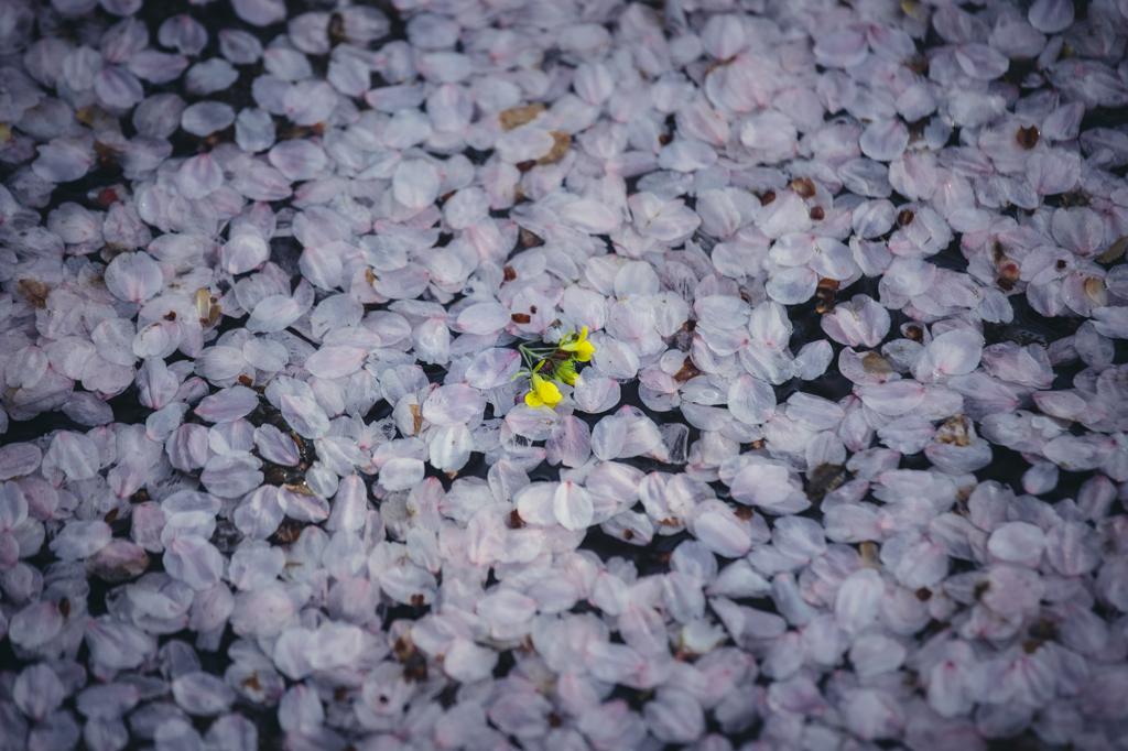 花筏