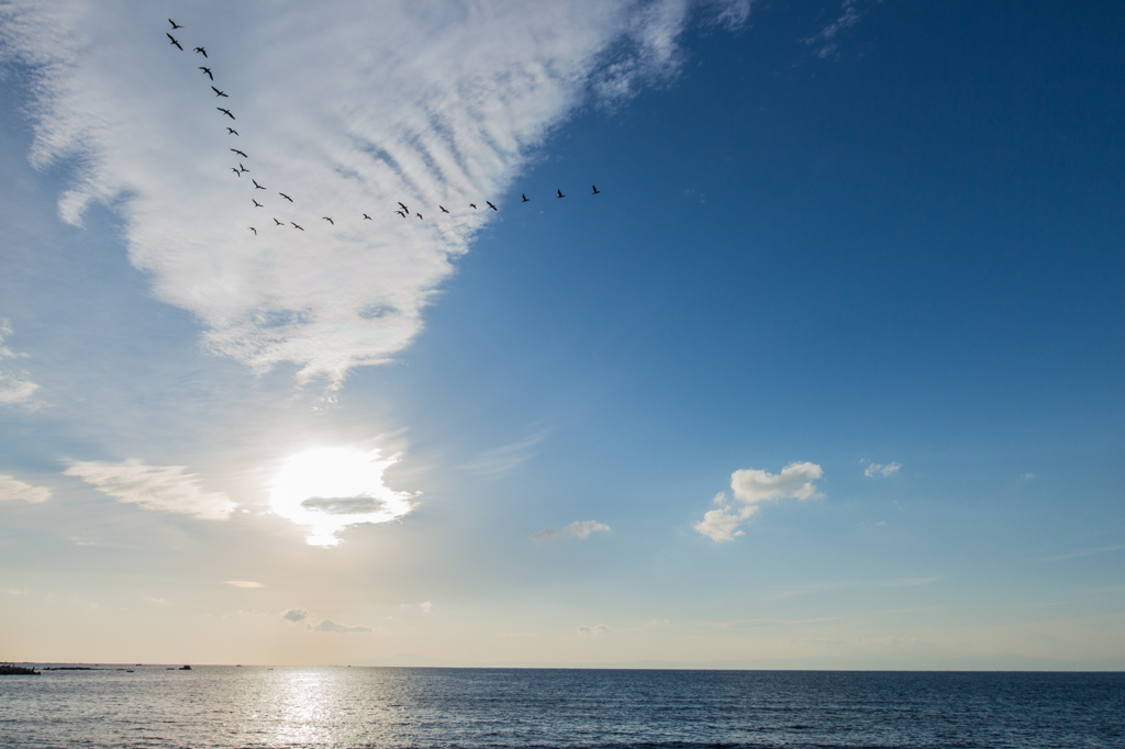 海・鳥・空
