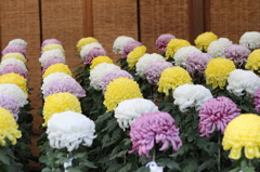 新宿御苑　菊花壇展-4
