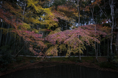 晩秋の京都