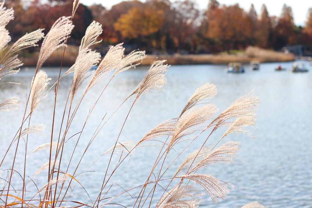昭和記念公園05