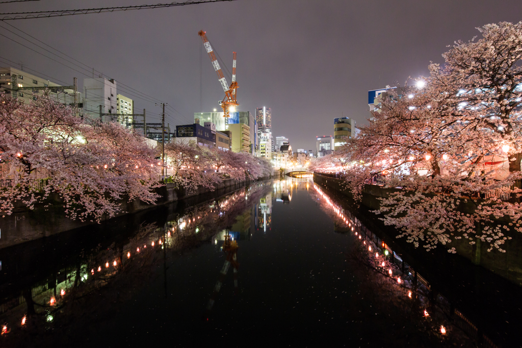 横浜の桜