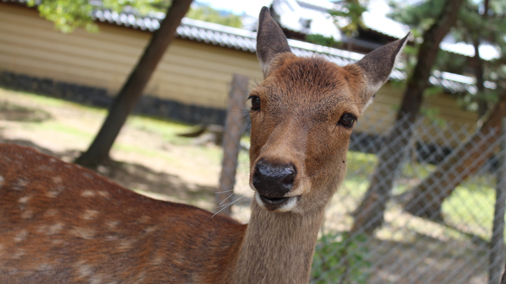 奈良公園のシカ２