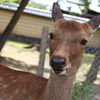 奈良公園のシカ２