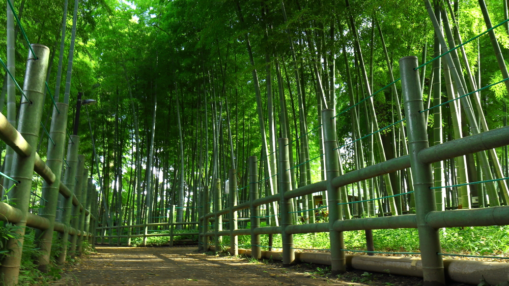 目黒周辺散策 すずめのお宿緑地公園 By 静寂 Id 写真共有サイト Photohito