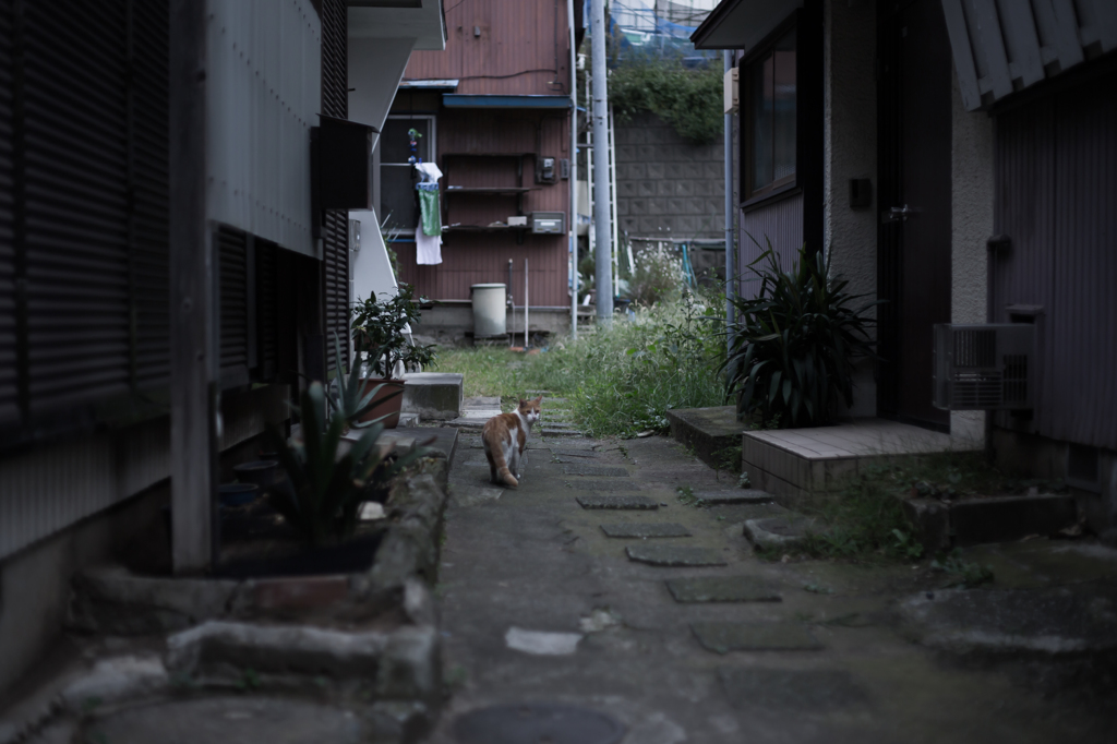 横浜野毛の野良猫