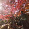秋の京都・二尊院