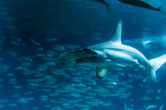 葛西臨海水族館