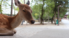奈良公園のシカ１