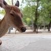 奈良公園のシカ１