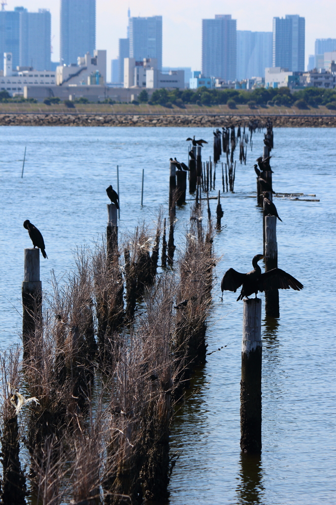 葛西臨海公園_8
