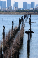 葛西臨海公園_8