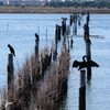 葛西臨海公園_8