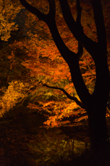 紅葉風景@六義園ライトアップ#6