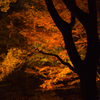 紅葉風景@六義園ライトアップ#6