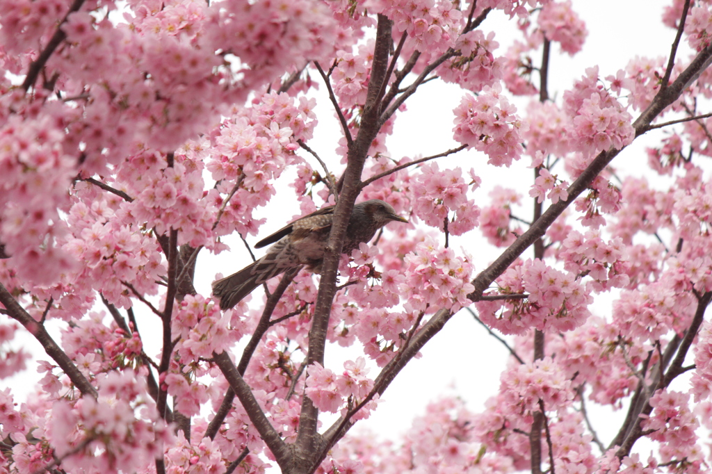 桜の中で