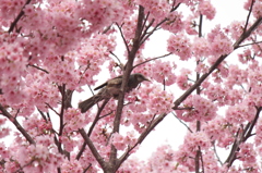 桜の中で