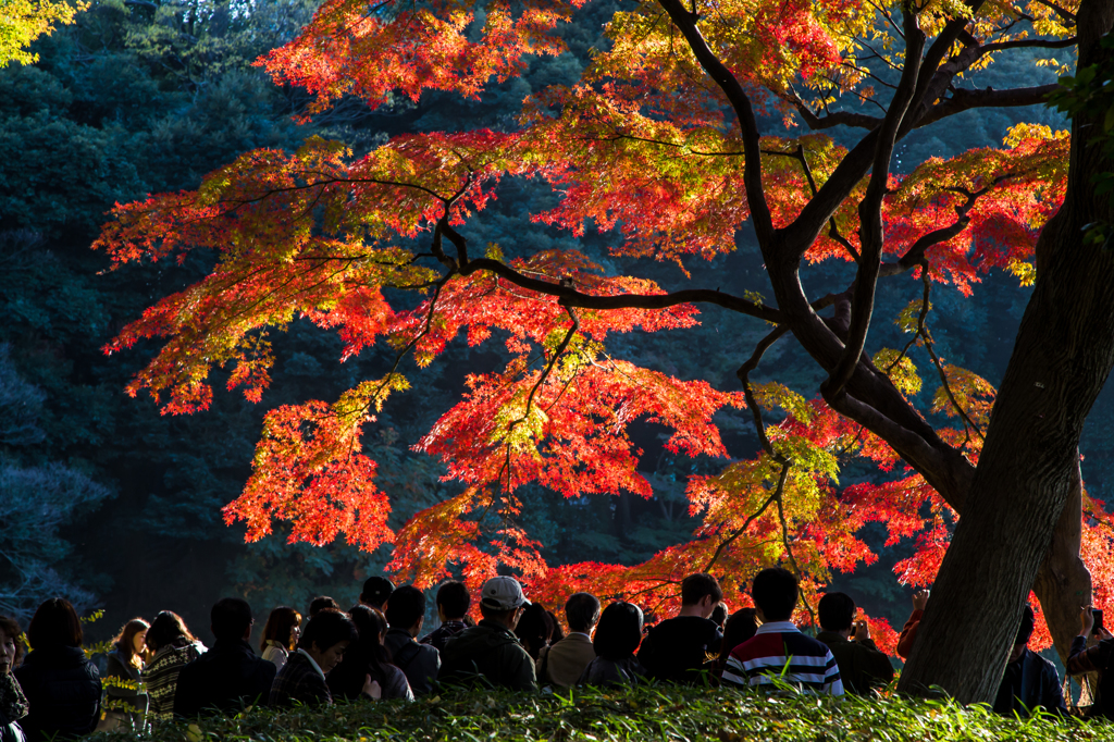 紅葉風景@小石川後楽園#2