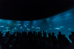 葛西臨海水族館