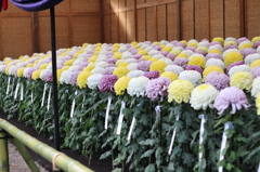 新宿御苑　菊花壇展-5