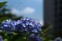 多摩永山周辺散歩１
