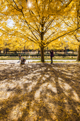 紅葉風景@昭和記念公園