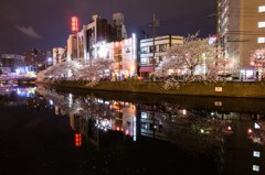 横浜の桜