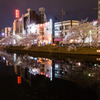 横浜の桜