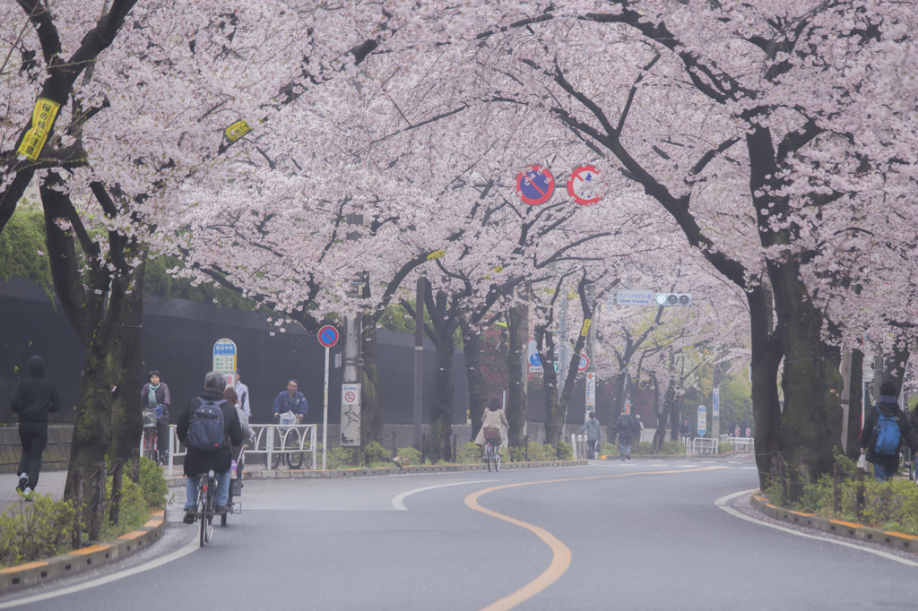 街中の桜