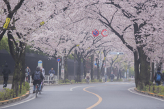 街中の桜