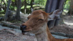 奈良公園のシカ３