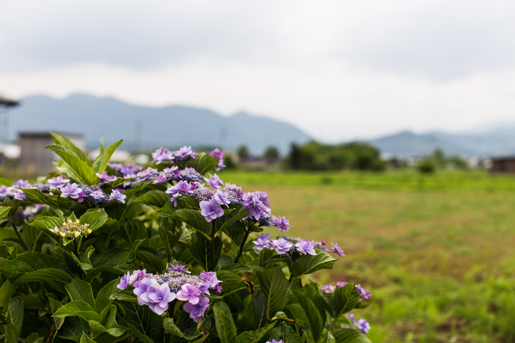 あじさいの里