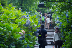 梅雨の鎌倉