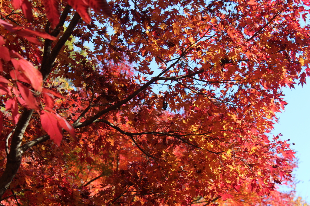 高尾山の紅葉01