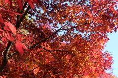 高尾山の紅葉01