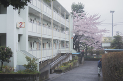 街中の桜
