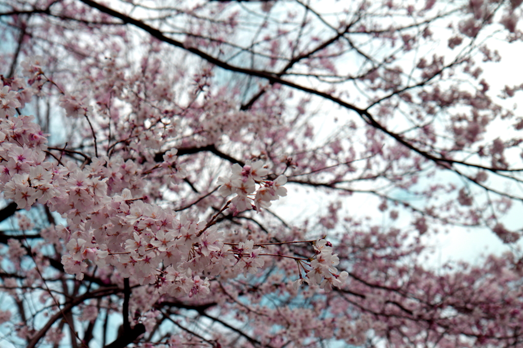 桜@新宿２
