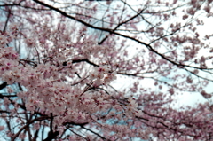 桜@新宿２