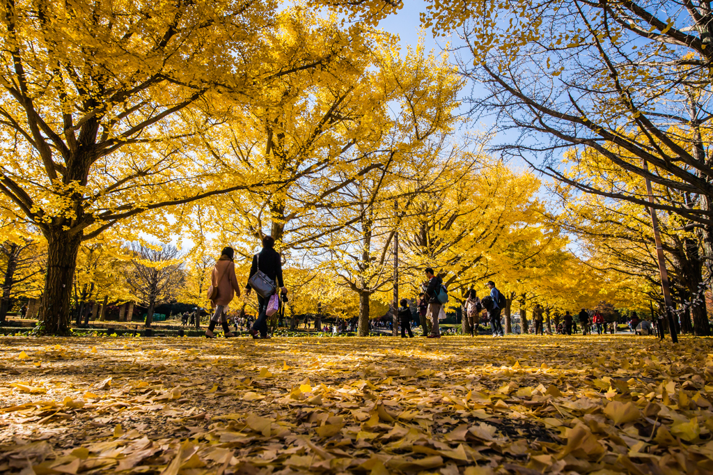 紅葉風景@昭和記念公園