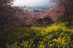 早咲き