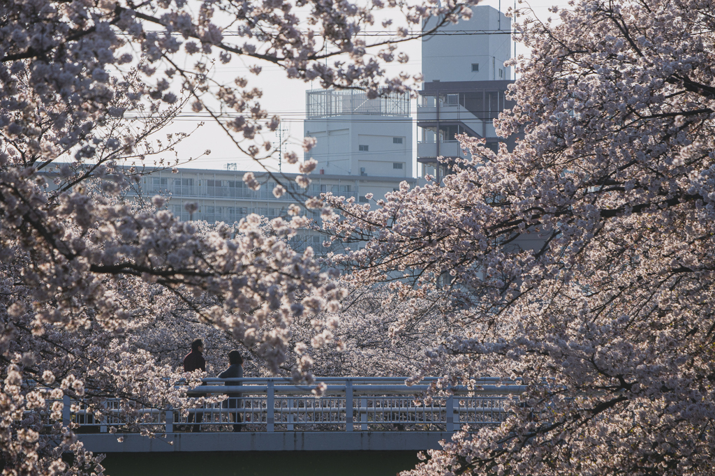 桜スナップ