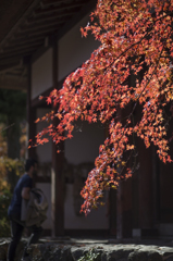 晩秋の京都