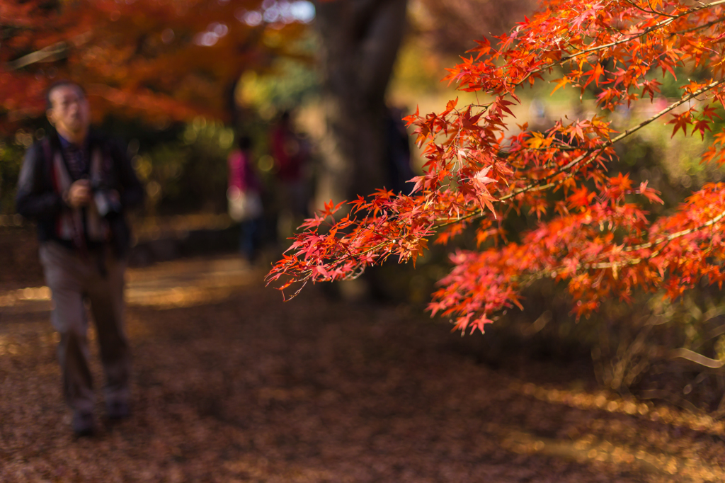 紅葉風景@撮影中